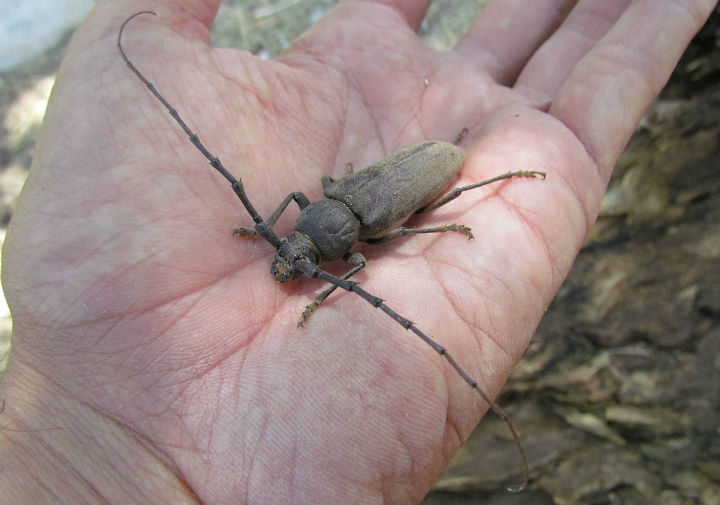 Longhorn Beetle